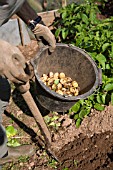 HARVESTING POTATOES, LADY CHRISTL VARIETY