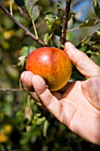 PICKING ORGANIC COX APPLE