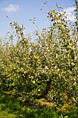 ORGANIC COX APPLE ORCHARD IN SEPTEMBER