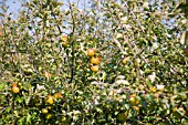 ORGANIC COX APPLE ORCHARD IN SEPTEMBER