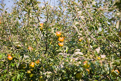 ORGANIC_COX_APPLE_ORCHARD_IN_SEPTEMBER