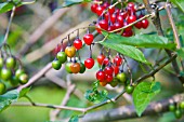 SOLANUM DULCAMARA OR BITTERSWEET