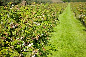 RASPBERRY FIELDS AT PICK YOUR OWN IN IVER, NEAR LONDON