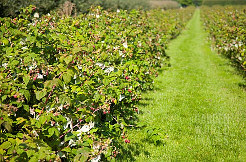 RASPBERRY_FIELDS_AT_PICK_YOUR_OWN_IN_IVER_NEAR_LONDON