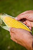 TAKING OFF OUTER HUSK FROM ORGANIC CORN ON THE COB