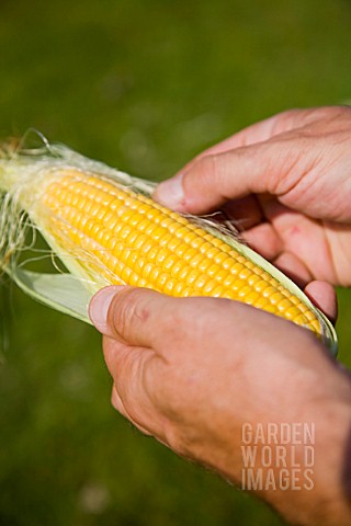 TAKING_OFF_OUTER_HUSK_FROM_ORGANIC_CORN_ON_THE_COB