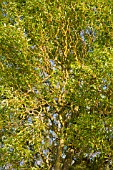 SALIX MATSUDANA TREE