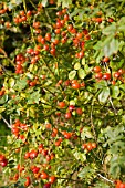 ROSE HIPS IN HEDGEROW