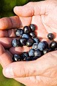 SLOE GIN BERRIES BEING COLLECTED IN ENGLISH HEDGEROWS