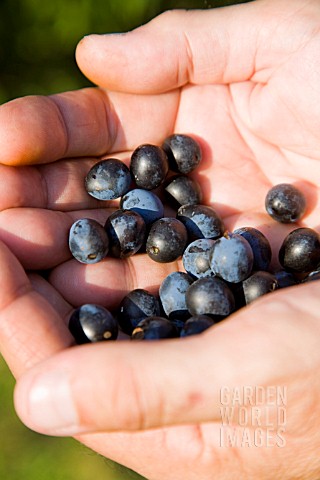 SLOE_GIN_BERRIES_BEING_COLLECTED_IN_ENGLISH_HEDGEROWS