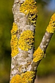 YELLOW LICHEN ON TREE BARK XANTHORIA CALCICOLA