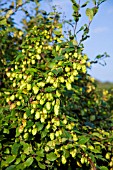 WILD HOPS, BRYONIA ALBA, IN ENGLISH HEDGEROW