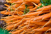 ORGANIC CARROTS