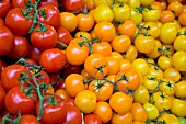 MULTI-COLOURED ORGANIC TOMATOES