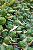 ORGANIC BRUSSEL SPROUTS (BRASSICA OLERACEA) ON STALKS