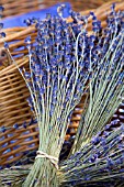 BUNCHES OF LAVENDER AT FARMERS MARKET IN LONDON