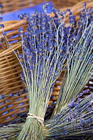 BUNCHES_OF_LAVENDER_AT_FARMERS_MARKET_IN_LONDON