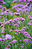 VERBENA BONARIENSIS