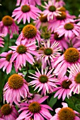 ECHINACEA PURPUREA KIMS KNEE HIGH