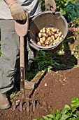 HARVESTING POTATOES, LADY CHRISTL VARIETY