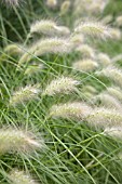 PENNISETUM VILLOSUM