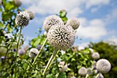 ECHINOPS RITRO TAPLOW BLUE