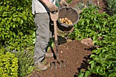 HARVESTED POTATOES, LADY CHRISTL VARIETY