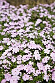 PHLOX DOUGLASII, ROSEA