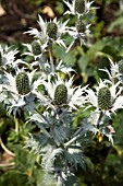 ERYNGIUM GIGANTEUM SILVER GHOST