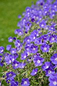 GERANIUM, BROOKSIDE VARIETY