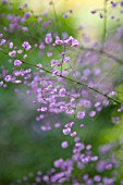 THALICTRUM DELAVAYI HEWITTS DOUBLE