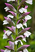 ACANTHUS SPINOSUS