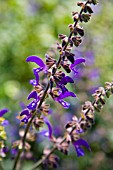 SALVIA TRANSSYLVANICA