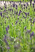 LAVANDULA ANGUSTIFOLIA