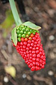 ARISAEMA TORTUOSUM, RED FRUIT