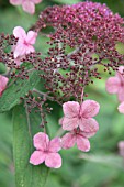 HYDRANGEA ASPERA