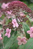 HYDRANGEA ASPERA