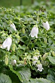 CAMPANULA PUNCTATA VAR. TAKESIMANA