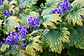 ACONITUM