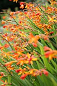 CROCOSMIA LATIFOLIA