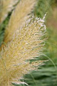 PAMPAS GRASS, CORTADERIA SELLOANA