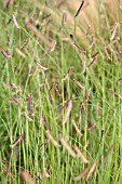 BOUTELOUA GRACILIS, BLUE GRAMA