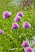 ALLIUM SCHOENOPRASUM, CHIVES