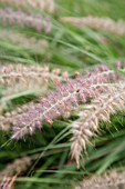 PENNISETUM ORIENTALIS TALL TAILS