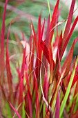 JAPANESE BLOOD GRASS, IMPERATA CYLINDRICA RUBRA