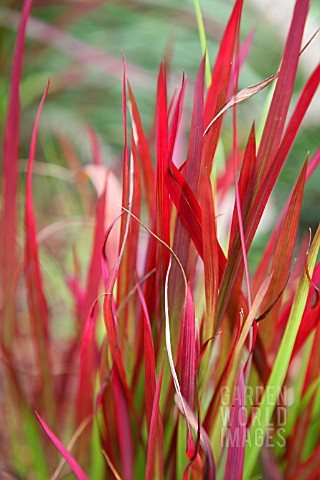 JAPANESE_BLOOD_GRASS_IMPERATA_CYLINDRICA_RUBRA