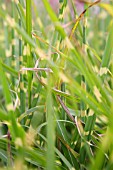 MISCANTHUS SINENSIS STRICTUS