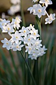 NARCISSUS PAPYRACEUS VAR.POLYANTHOS