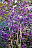 CALLICARPA JAPONICA