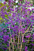 CALLICARPA JAPONICA